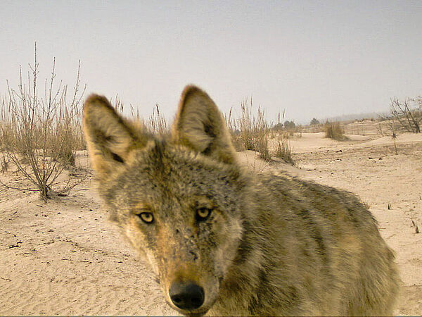Wolf in Wanninchen Wolf in Wildtierkamera eingefangen