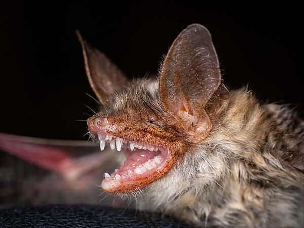 Großes Mausohr (Myotis myotis) / Foto: Ingolf König/Heinz Sielmann Stiftung 