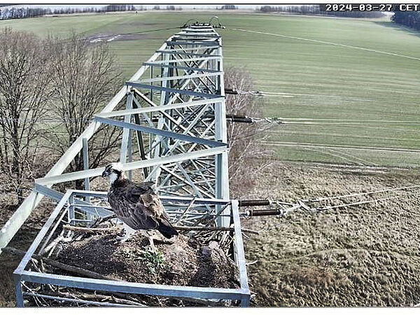 Fischadler im Fischadler-Horst in Sielmanns Naturlandschaft Groß Schauen