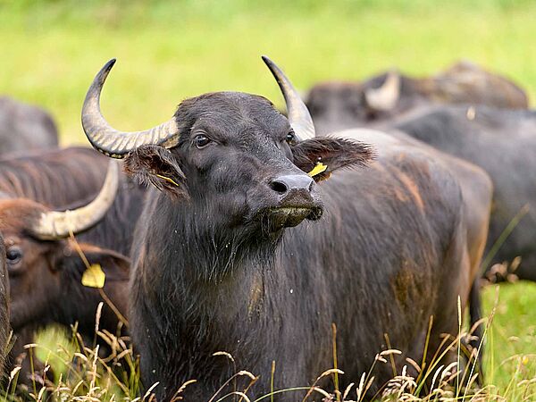 Mehrere Wasserbüffel auf in einer Wiese mit hohem Gras.
