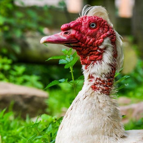 Warzenente im Profil mit grüner Wiese im Hintergrund