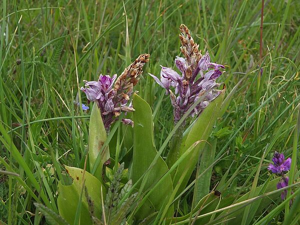 Vertrocknete Orchideen im Ferbitzer Bruch Rosa blühende Orchideen mit gedrungenen pyramidenförmigen Blütenbüscheln vertrocknen von der Spitze her.