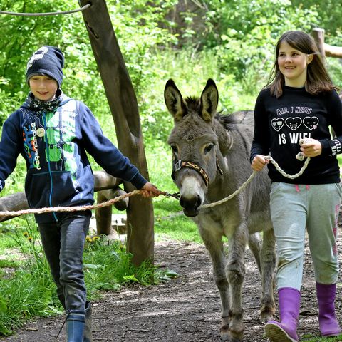 Junge und Mädchen führen Esel im Grünen an Leine spazieren