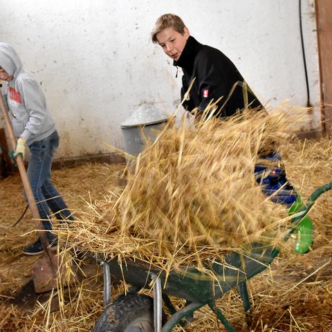 Zwei Jungen im Stall schaufeln schwungvoll Heu auf eine Schubkarre