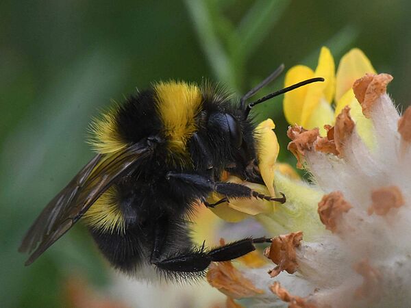 Gartenhummel (Bombus hortorum) Gartenhummel auf Nahrungssuche in einer Blüte