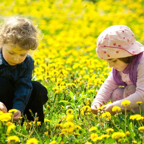 Zwei Kinder pflücken Butterblumen in einer gelb blühenden Wiese