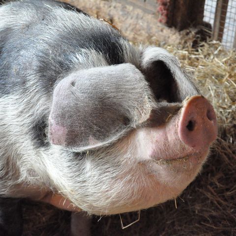 Nahaufnahme Buntes Bentheimer Schwein im Stall