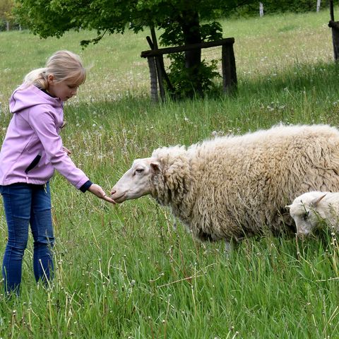 Mädchen mit Leineschaf und Lamm auf Blumenwiese