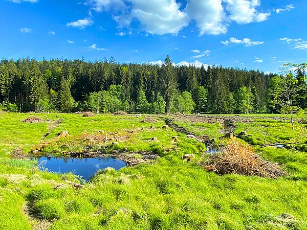 Niedermoor Grünes Moos mit einer kleinen Wasserstelle, im Hintergrund Bäume