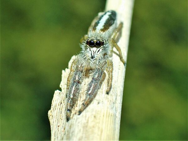 Schilf-Streckspringer Schilf-Streckspringer Springspinne