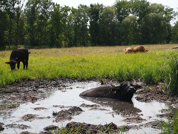 Eröffnung Moorprojekt Massing Wasserbüffel in einem Moorloch bei Massing
