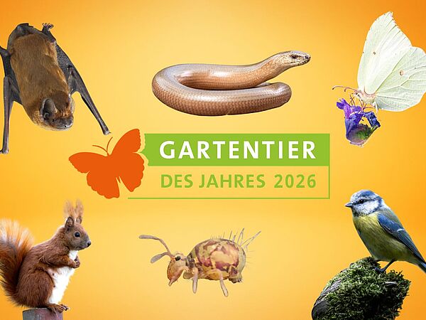 Diese Tiere sind die Kandidaten bei der Gartentierwahl 2026.