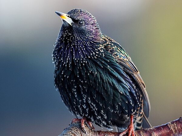 Star Vogel Star auf einem Ast
