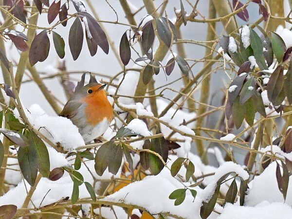 Rotkehlchen Hecke Rotkehlchen sitzt in einer Hecke, auf dem Boden liegt Schnee.