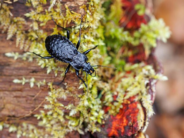Schwarzer Käfer auf bemoostem Stamm