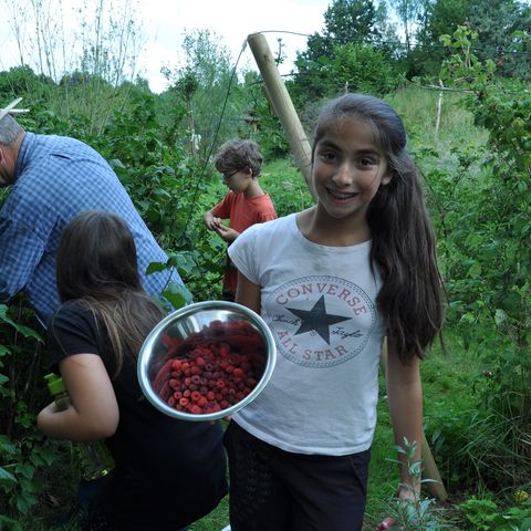 Teilnehmer ernten Obst im Schulgarten 