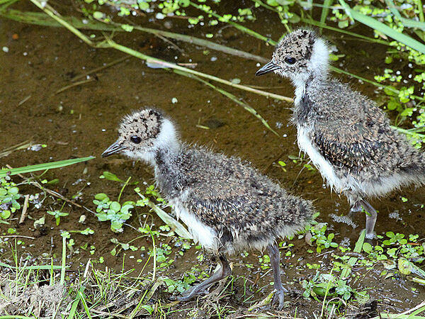Kiebitzküken: Kiebitze (Vanellus vanellus) brüten einmal im Jahr und legen bis zu vier Eier. Nach höchstens 29 Tagen schlüpfen die Küken, die Nestflüchter sind. Zwei Kiebitzküken