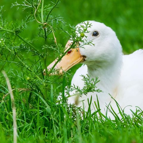 Weiße Ente sitzt im grünen Gras