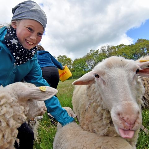 Mädchen mit Leineschafen auf Wiese vor blau-weißem Himmel