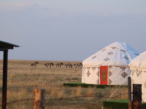 Wiederansiedlungsstation in Alibi Wiederansiedlungsstation für Przewalskipferde in Alibi in Kasachstan
