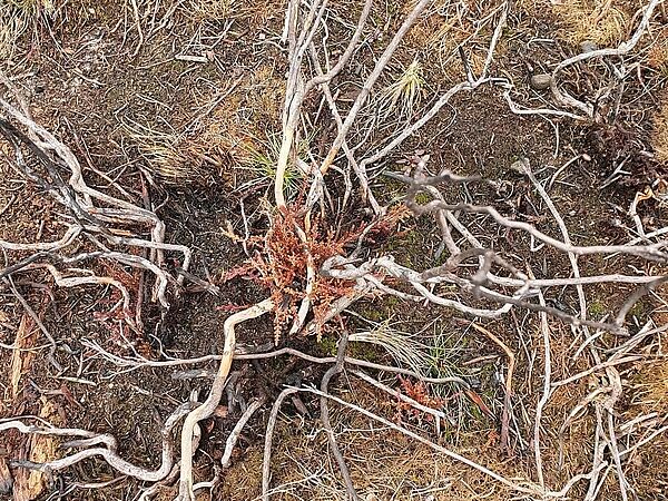 Austrieb Heidepflanze 1. Austrieb einer Heidepflanze in Sielmanns Naturlandschaft Kyritz-Ruppiner Heide nach dem Brennen