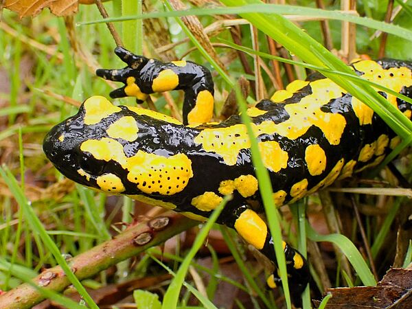 Feuersalamander nah Gelb schwarz gemusterter Feuersalamander auf Wiese