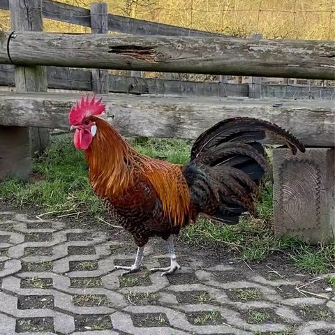 Hahn der alten Rasse Brakel