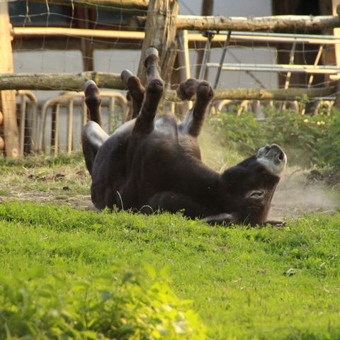 Esel wälzt sich auf grüner Wiese