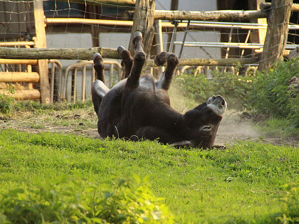 Esel wälzt sich auf grüner Wiese