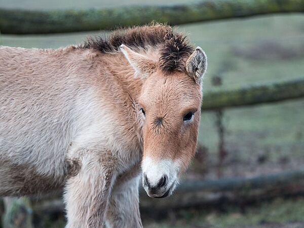 Przewalski-Pferd in der Döberitzer Heide. Foto: T. Marotzke Przewalski-Pferd in der Döberitzer Heide. Foto: T. Marotzke