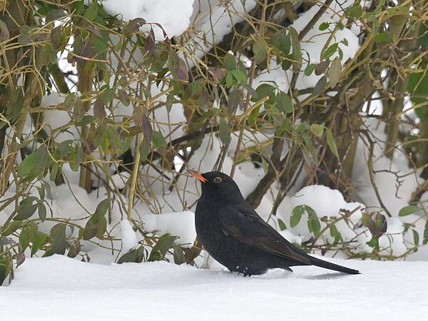 Amsel Hecke Amsel vor einer Hecke auf dem Schnee