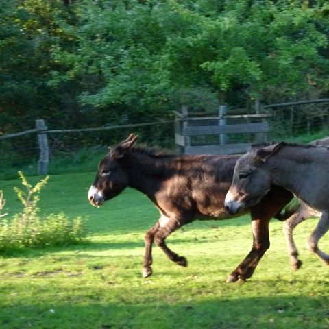Hausesel galoppieren über grüne Weide