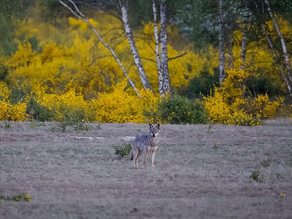 Wolf in der Kernzone der Döberitzer Heide Ein Wolf in der Kernzone der Döberitzer Heide
