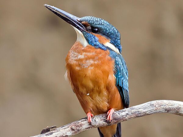 Eisvogel (Alcedo atthis) Eisvogel auf einem Ast sitzend