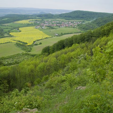 Rapsfelder am Grünen Band