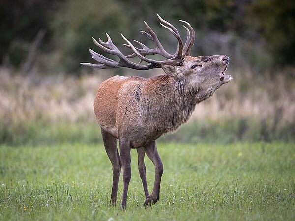 Röhrender Rothirsch in Sielmanns Naturlandschaft Döberitzer Heide. 