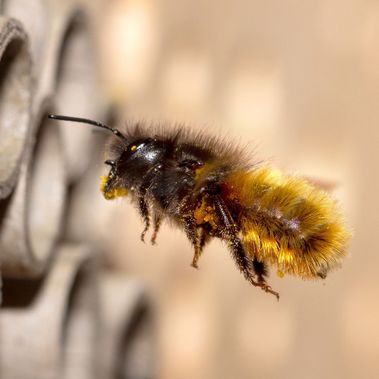 Wildbiene fliegt auf eine Niströhre zu