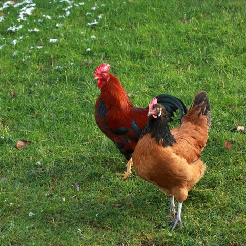 Zwei Vorwerkhühner auf grünem Rasen