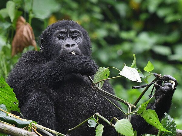 Gorillas in Uganda Berggorilla sitzt im Baum und kaut auf einem Stöckchen