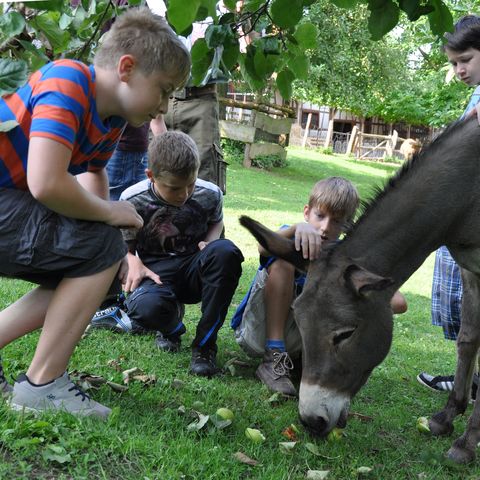 Kinder mit Eseln unter Bäumen auf grüner Wiese 