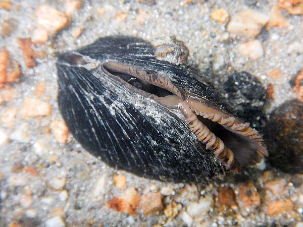 Adulte Flussperlmuschel im Bachbett.