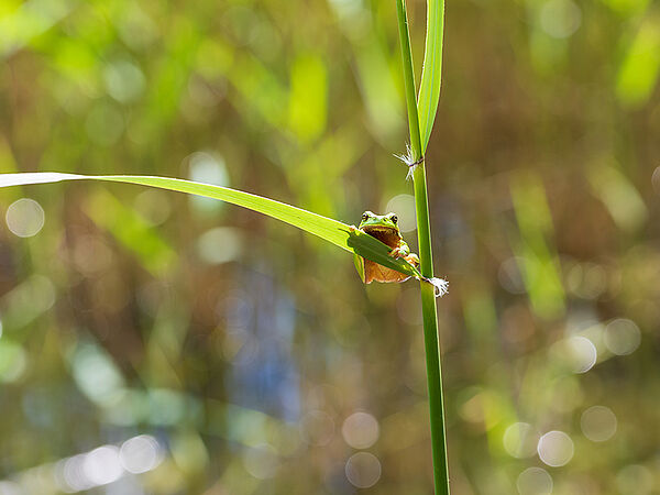 Mit einer durchschnittlichen Größe von drei bis fünf Zentimetern ist der Laubfrosch (Hyla arborea) der kleinste heimische Froschlurch. Ein Laubfrosch sitzt in der Gabelung von Blatt und Stengel an einem Gewässer.