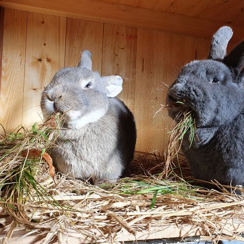 Zwei Blaue Wiener im Stall grasfressend