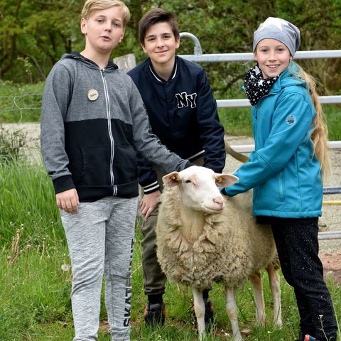 Drei Kinder streicheln Leineschaf auf Wiese