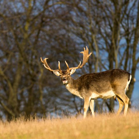 Männliches Damwild auf Herbstwiese vor Bäumen