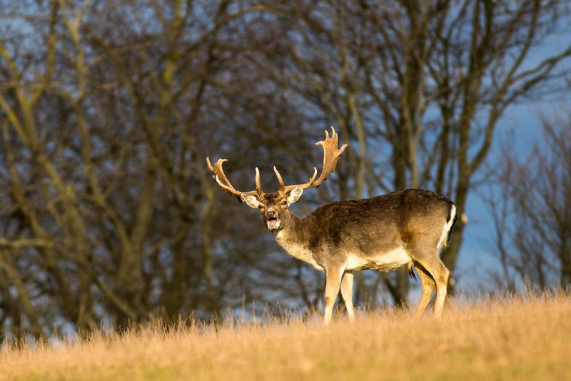Männliches Damwild auf Herbstwiese vor Bäumen
