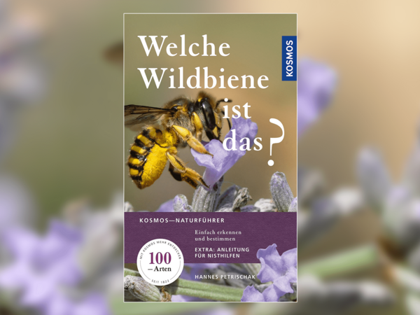 Entdecken Sie die Vielfalt der Wildbienen! Jetzt im Handel erhältlich! Entdecken Sie die Vielfalt der Wildbienen! Jetzt im Handel erhältlich!