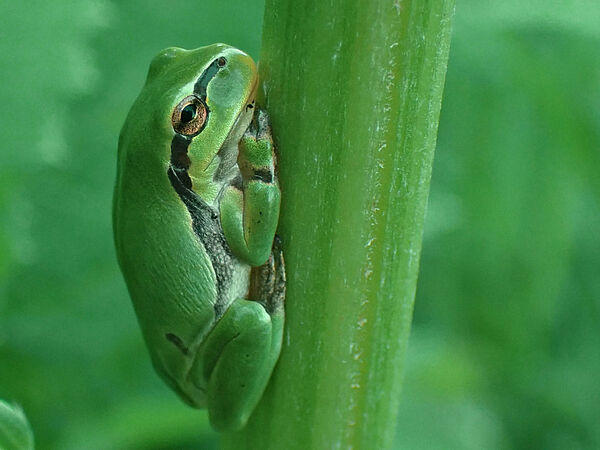 Der Europäische Laubfrosch (Hyla arborea) ist eine streng geschützte Art. Europäischer Laubfrosch (Hyla arborea)